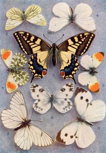 Different types of butterflies, illustration from the book Butterflies, Moths and Other Insects and Creatures of the Countryside, published 1927